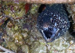 A spotty from Roatan. by Michael Shope 